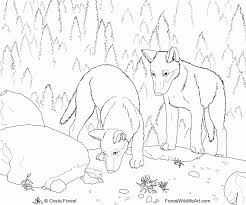 Wolf colors colorful art mandala coloring pages coloring pages fox coloring page drawings art printable coloring pages. Realistic Wolf Coloring Pages Coloring Home