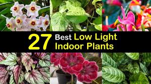 27 Best Low Light Indoor Plants For Light Starved Rooms