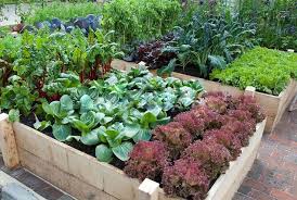 12 Brilliant Container Vegetable