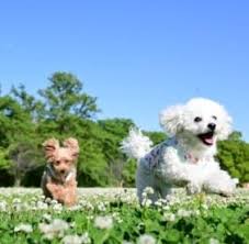 11 best toy poodle breeders in the