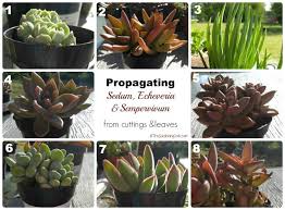Propagating Succulent Leaves Tips For Propagating Succulents
