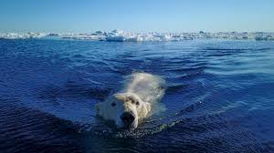 Nature | Polar Bear Sneak Attack | Season 37 | Episode 6 | PBS