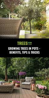 Growing Trees In Pots Benefits Tips