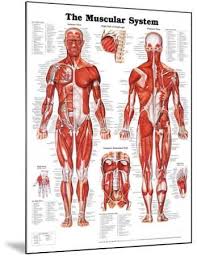 The Muscular System Anatomical Chart Poster Print Mounted Print By Art Com