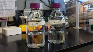 agarose gel electropsis tip 1 tae