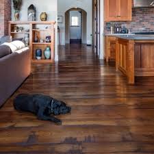 dogs vs hardwood floors vermont