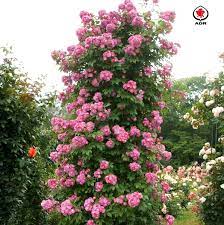 Columbine favours cooler climes and grassy hills. Rose Perennial Blue Online Kaufen Rosen Tantau