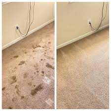 best pet odor and stain removal