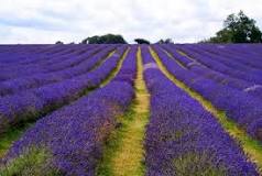 where-is-lavender-grown-india