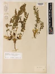 Astragalus caprinus subsp. huetii (Bunge) Podlech | Plants of the ...