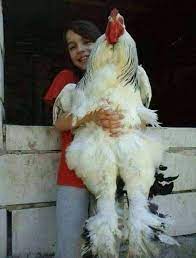 世界上最大的鸡“战斗鸡”  Pets 寵物護理 +紀念堂