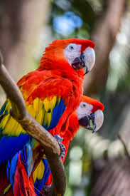 parrots wallpapers for