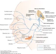 Cranial Nerves And Pathways Clinical Neuroanatomy 28e