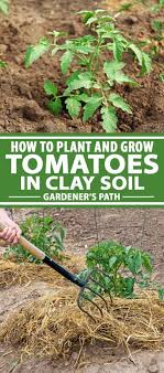 Plant And Grow Tomatoes In Clay Soil