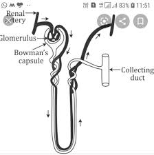 Fig.1 shows the parts of the kidney, and fig.2 shows the nephron is the functional filtration unit of kidney. What Is The Basic Unit Of Kidney Draw It S Diagram Brainly In