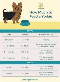 how much to feed a yorkie puppy