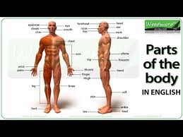 However, it's just as important to balance your figure vertically…in. Parts Of The Body In English Youtube