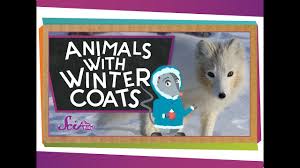 Now you know lots about what animals live in cold weather! Arctic Animal Videos Simply Kinder