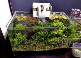 How To Grow Carpet Plants Without Co2 The 2hr Aquarist