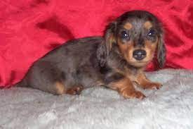 Our puppies are well socialized and ready to make your house doxie friendly. Dog Breeder Small Akc Puppies For Sale In Kansas Mary S Precious Puppies
