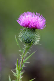 If you put flowering trees into a certain type of stress situation, they start. Thistle Weed Plant Flower Nature Wild Blossom Natural Piqsels