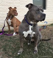 The american stafford terrier originated in 19th century staffordshire, england. American Pit Bull Terrier Dog Breed Information And Pictures