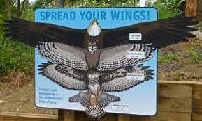 Image Result For Owl Wingspan Chart Wing Spans Forest