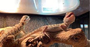 What Does A Uvb Light Do For Reptiles