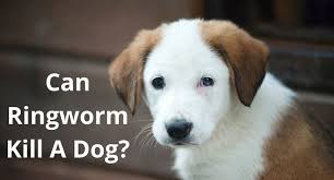 can ringworm kill a dog how to treat