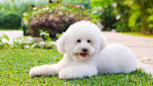 the super smart toy poodle a small dog