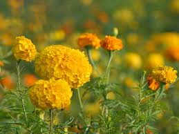 Four conventional temperate seasons following winter. 24 Best Winter Flowering Plants In India India Gardening
