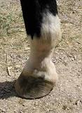 what-is-the-purpose-of-a-fetlock