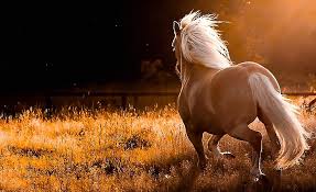 horses hd wallpaper white horse
