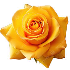 beautiful yellow rose flower nature