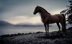 horse background images 61 pictures