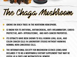 Chaga Mushroom This Unusual Tree Fungus Is A Medicinal