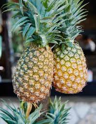 how to pick a pineapple williams
