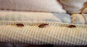 giving bed bugs the boot remi network