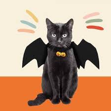 1:11 b/60 57 634 просмотра. 13 Instagram Cats To Get You In The Halloween Spirit Daily Paws