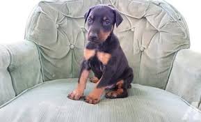 Reserve your dobie puppys today! Doberman Pinscher Puppy For Sale Adoption Rescue For Sale Doberman Puppy Pets And Animals For Sale In Doberman Puppies For Sale Doberman Breed Doberman Puppy
