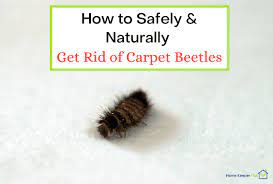 intensive cleaning to kill carpet beetles