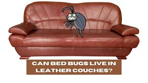 can bed bugs live in leather couches