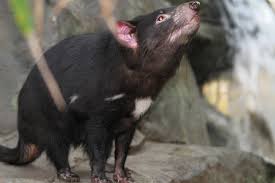 free photo of tasmanian devil