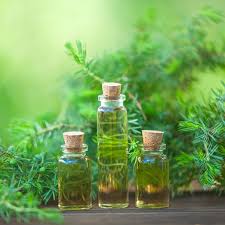For healthy hair, dilute tea tree oil. 5 Benefits Of Tea Tree Oil How To Use Tea Tree Oil