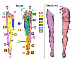 Dermatomes And Myotomes Of Lower Limb Blog