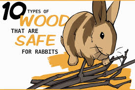 Safe Wood For Rabbits To Chew On