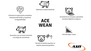 programa nutricional ace wean