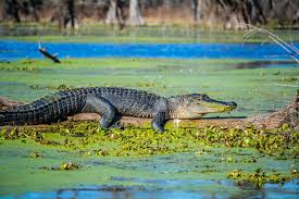 Gators and Crocs You Might See on an Alligator Airboat Tour in Fort  Lauderdale | Cypress AirBoat Tours
