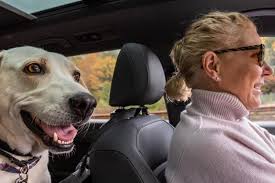 how to get rid of pet smells from your car