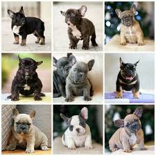 French Bulldog Puppies So Many Colors Lindos Perros